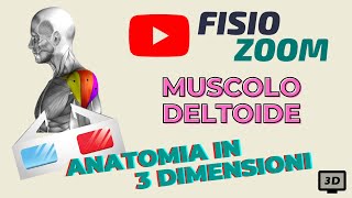 ANATOMIA 3D Il muscolo deltoide [upl. by Ardnala]