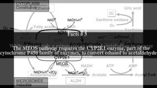 Microsomal ethanol oxidizing system Top  6 Facts [upl. by Ashling170]