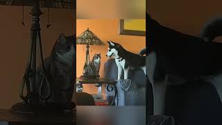 🐶 amp 🐈 shortvideo funny funnypetschannel cat petschannel yourcat petslovechannel yourpet [upl. by Erlandson534]