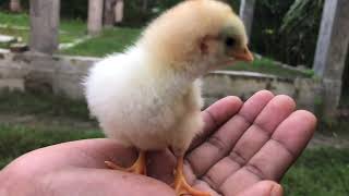 Cute Baby Chicken Voices  Lovely Chick Noises  Little Hen Kids Sounds  Charming Chick Chirping [upl. by Mellman]