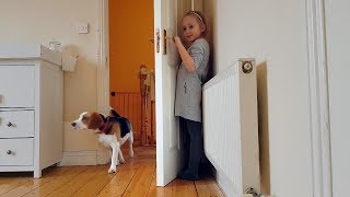 Cute Dogs Playing Hide and Seek  Fun with Dogs [upl. by Aleil]