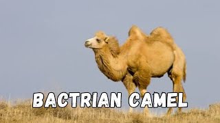 Discover the incredible resilience of The Majestic Bactrian Camel animals camel desert [upl. by Kcirdneked]