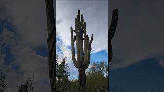 HUGE Saguaro Cactus 🤯🌵 saguaro cactus nature plants shorts sonorandesert succulents cacti [upl. by Brnaba]