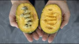 Where to Plant PAWPAW Trees for Fruit [upl. by Artemis]