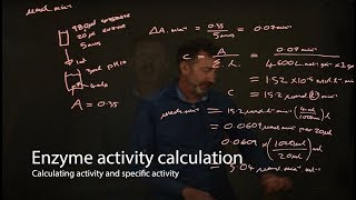 Enzyme calculations  enzyme activity and specific activity [upl. by Niras]