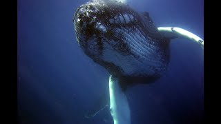 3 Hours of Whale Sounds Underwaterfor Sleep and Relaxation [upl. by Walls]