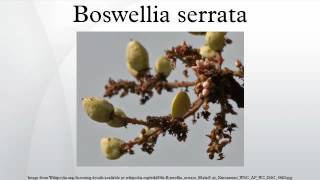 Boswellia serrata [upl. by Adriene]