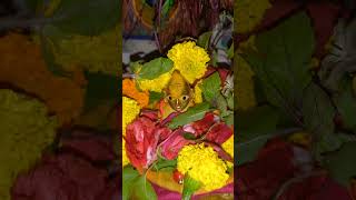 Shree Radheradhe shree radheradhe shree krishna krishnabhajan youtubeshorts viralvideo [upl. by Miquela662]