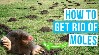 How to GET RID OF MOLES in yard  Molefree lawn and garden [upl. by Baptlsta877]