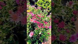 music garden sharmanursery nature gardenplants nature rosenursery gardentrees nurserylive [upl. by Shaylah]