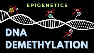 DNA demethylation  Introduction  Epigenetics  GATECSIRNET [upl. by Latsyrc943]