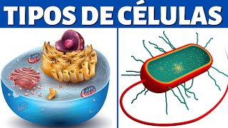 TIPOS DE CÉLULAS eucariotas y procariotas organelos celulares y diferencias🦠 [upl. by Lyssa]