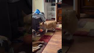 corgi corgilovers corgifun corgis dog corgicrew [upl. by Hayifas]