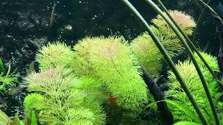 The easiest aquarium stem plant No fertilisers or Co2 required [upl. by Hsekin]