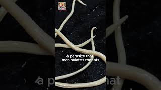 Creepiest Parasite Encounters That Will Give You Chills [upl. by Dorlisa]