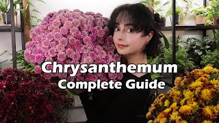 Chrysanthemum Plant Care Secrets 🍂 [upl. by Annaillil]