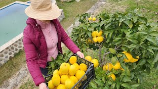 Vjelja e qitros  GrapeFruits Harvesting [upl. by Ennaecarg]