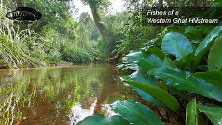 Fishes of a slow moving Western Ghat hillstream [upl. by Margaretha44]