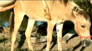 Horse breedingdonkey mating animal matinghorse mating and the best power video [upl. by Yesnel439]