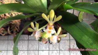 Gastrochilus obliquus [upl. by Onilecram177]