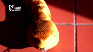 Radio Controlled Rattlesnake from The Natural History Museum HD [upl. by Joseito520]