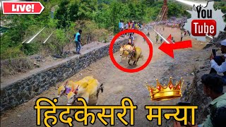 😈👑 हिंदकेसरी मन्या  Nad Ekach Bailgada Sharyat  Manya   मन्या viral [upl. by Farrah]