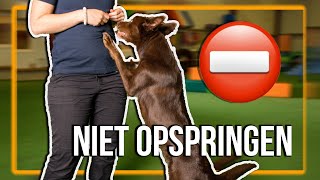 TRAIN JE HOND  Hoe leer je je hond NIET OPSPRINGEN [upl. by Constance]