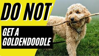 7 Reasons You SHOULD NOT Get a Goldendoodle [upl. by Eceirehs382]