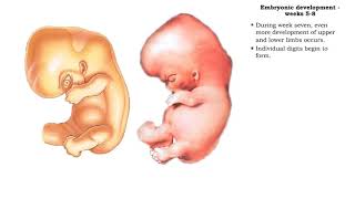 Embryonic development  Weeks 5 to 8 [upl. by Avery523]