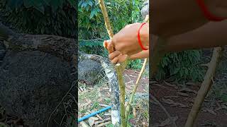 A106 Grafting fruit trees techniquesgrafting lemon wedges shorts easy YouTube youtubeshorts [upl. by Hemetaf]