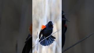 one of the aggressive members of the Passeriformes orderRedwinged Blackbird Agelaius phoeniceus [upl. by Boy]