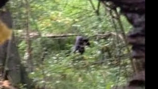 North Carolina Bigfoot or Something Else [upl. by Yud247]