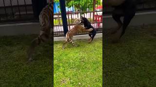 Rottweiler Dog Vs Tiger 🐅 Play Fight 😱 shorts shortsyoutube dog fight tiger rottweiler viral [upl. by Riley]