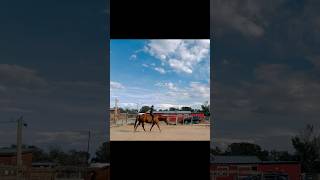 Tackless day Notice anything missing in the second clip 🤔👀 hearthorse libertyhorse freedom [upl. by Eniretak]