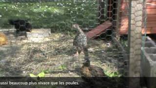 Les poussins 22 a 30 Jours N°36 [upl. by Ermentrude]