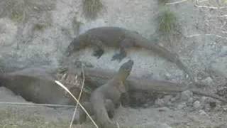 Komodo dragons eat waterbuffalo [upl. by Jt967]