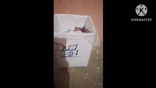 home made dust bin with card board [upl. by Radborne]