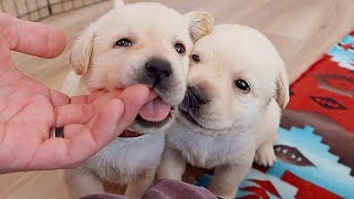 Month Old Little Labrador Rascals [upl. by Swithbert]