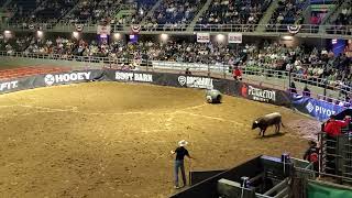 Accident at the rodeo Bullfighter gets mauled by bull [upl. by Aehs177]