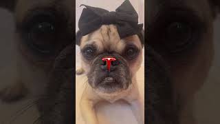 Had to try this silly trend 🖤🖤 dog puggles cutepug cute pugspugspugs funny pugg pets [upl. by Euqenimod842]