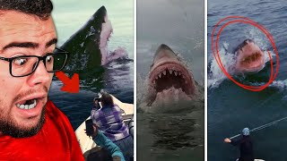 Real Life SHARK ATTACKS Caught On Camera [upl. by Korwin]