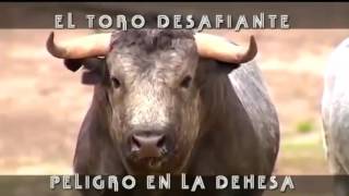 El Toro Desafiante Peligro En La Dehesa [upl. by Leseil]