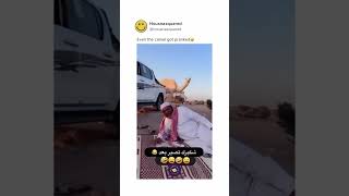 Camel got pranked  arab prank  shorts prank funny [upl. by Ayoras]