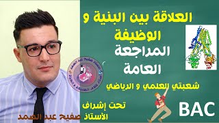 تمرين رائع جداً مسعى حول العلاقة بين البنية و الوظيفة المراجعة العامة [upl. by Arimihc]