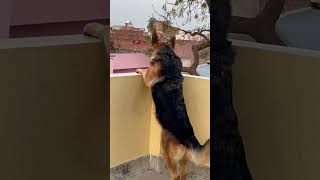 German Shepherd dog barking  gsd dog barking  dog barking  puppy barking [upl. by Nnayecats]