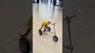 Parrot performances Bird pedaling tricycle Parrot riding bike Bird training expert Handraised p [upl. by Otaner936]