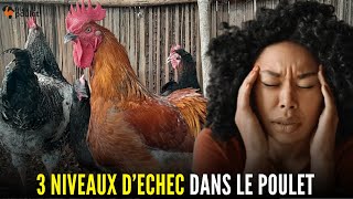 MESSAGES aux DEBUTANTS voici 3 NIVEAUX de PERTE à éviter POUR RENTABILISER votre ELEVAGE DU POULET [upl. by Auhsohey254]