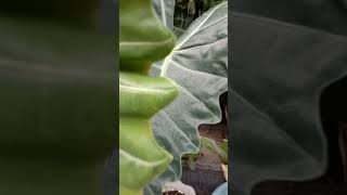 alocasia leaves plant houseplants indoorplants plants leaf gardens JanGarden [upl. by Tristas974]