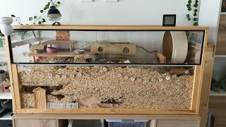 Cleaning my Gerbils XXL Cage [upl. by Habas]