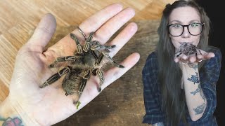 My Sweet Eevee Pink Zebra Beauty Tarantula UPDATE amp Rehouse E campestratus [upl. by Aciraa]